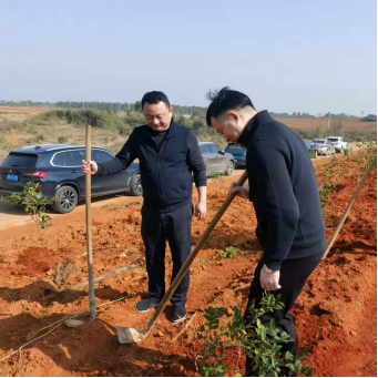 联星街道：植树添新绿 茶树助振兴